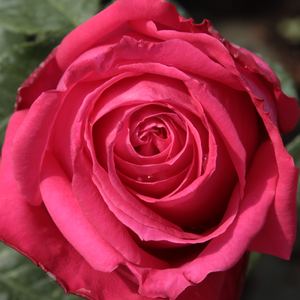Spletna trgovina vrtnice - Vrtnica čajevka - roza - Rosa Miss All-American Beauty - Vrtnica intenzivnega vonja - Marie-Louise (Louisette) Meilland - Primeren za podlage, posajena v skupinah je zelo povdarjena